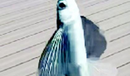 飞鱼视频,探索科技与娱乐的完美融合